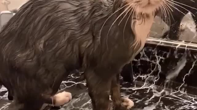 Watch the beauty of dogs when they bathe properly and become funny