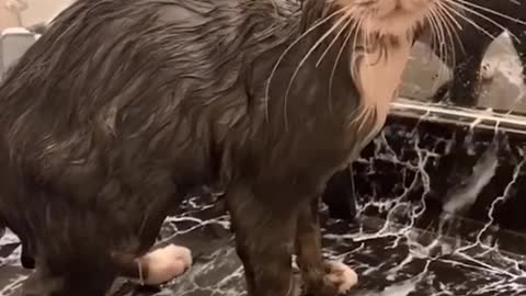 Watch the beauty of dogs when they bathe properly and become funny