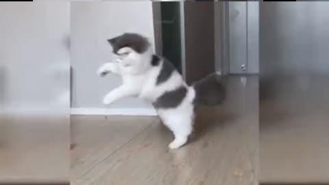 CUTE CAT WAS WALKING/Hilarious Video