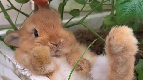 Bunny: I'm going to eat a fresh little persimmon