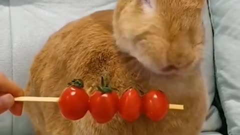 Cute rabbit eating tomatoes