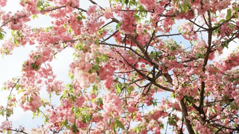 Beautiful Spring Season --Relaxing Video