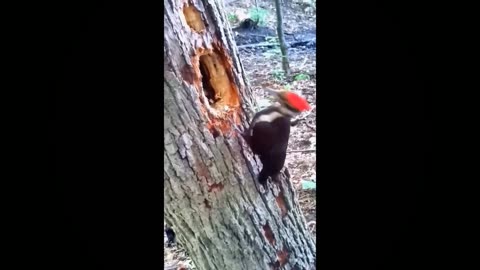 Amazing nature Woodpecker