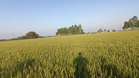 गांव के खेतों की सुंदरता