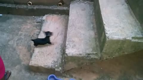 Baby Pinscher Climbing the Stairs