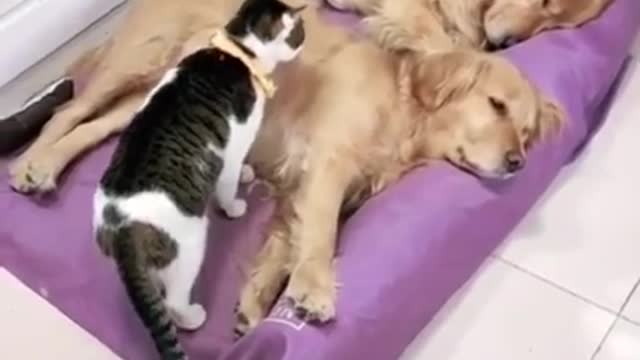 😊 Aww ❤ Cute pets cudling