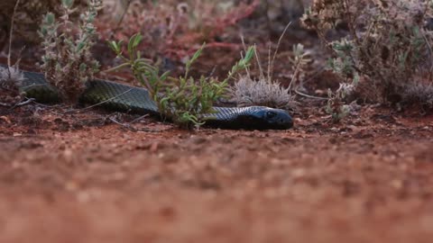 The most venomous snake in the world