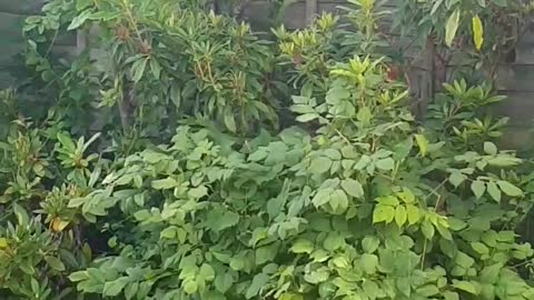 Trees and plants on a windy day