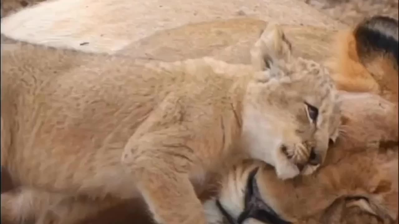 Beautiful moments:Cute lion cub and mother