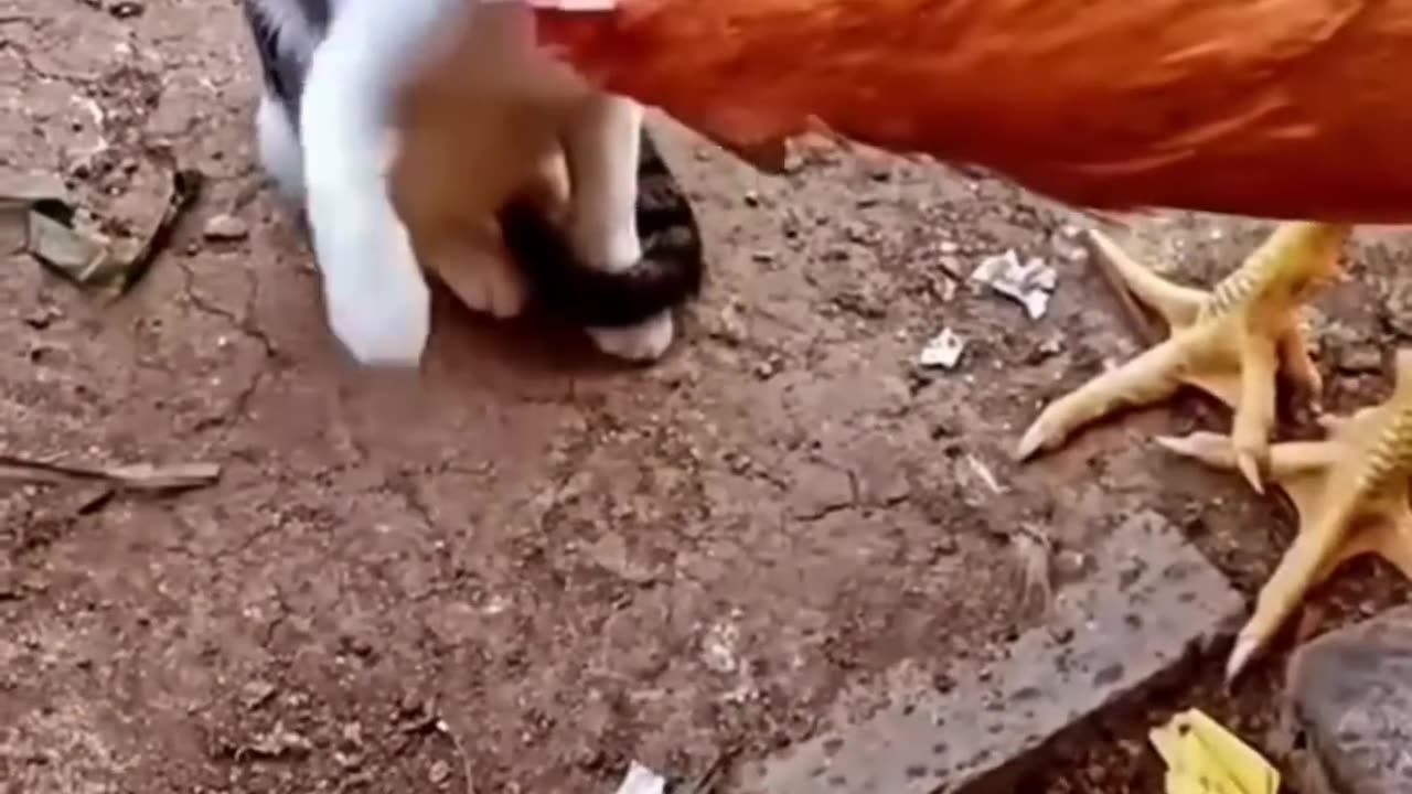 Cat vs Chicken: Watch What Happens Next and Get Ready to Laugh in 2023