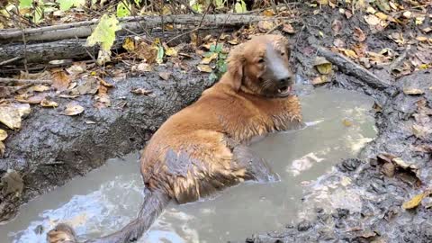 Golden Retrievers were made for the mud