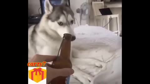 Funny Animals Videos 🤣- Funniest Cats and Dogs🐱🐕 cat | dog | animals video ‎