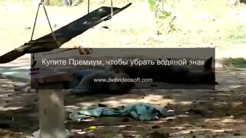 Troll prank dog funny & fake lion and tiger prank to dog