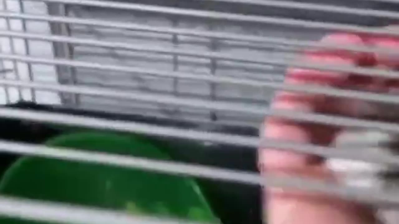 KICK THE HAMSTER BECAUSE IT BITES IN THE CAGE