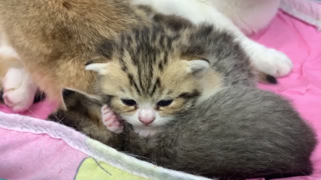 Leave me some milk! - adopted kitten attacks mother cat while her kittens are sleeping