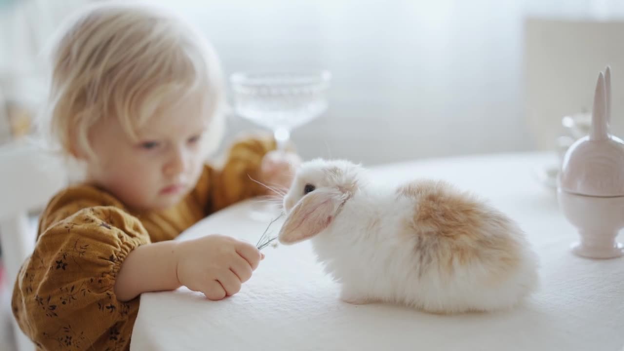 Sweet rabbit