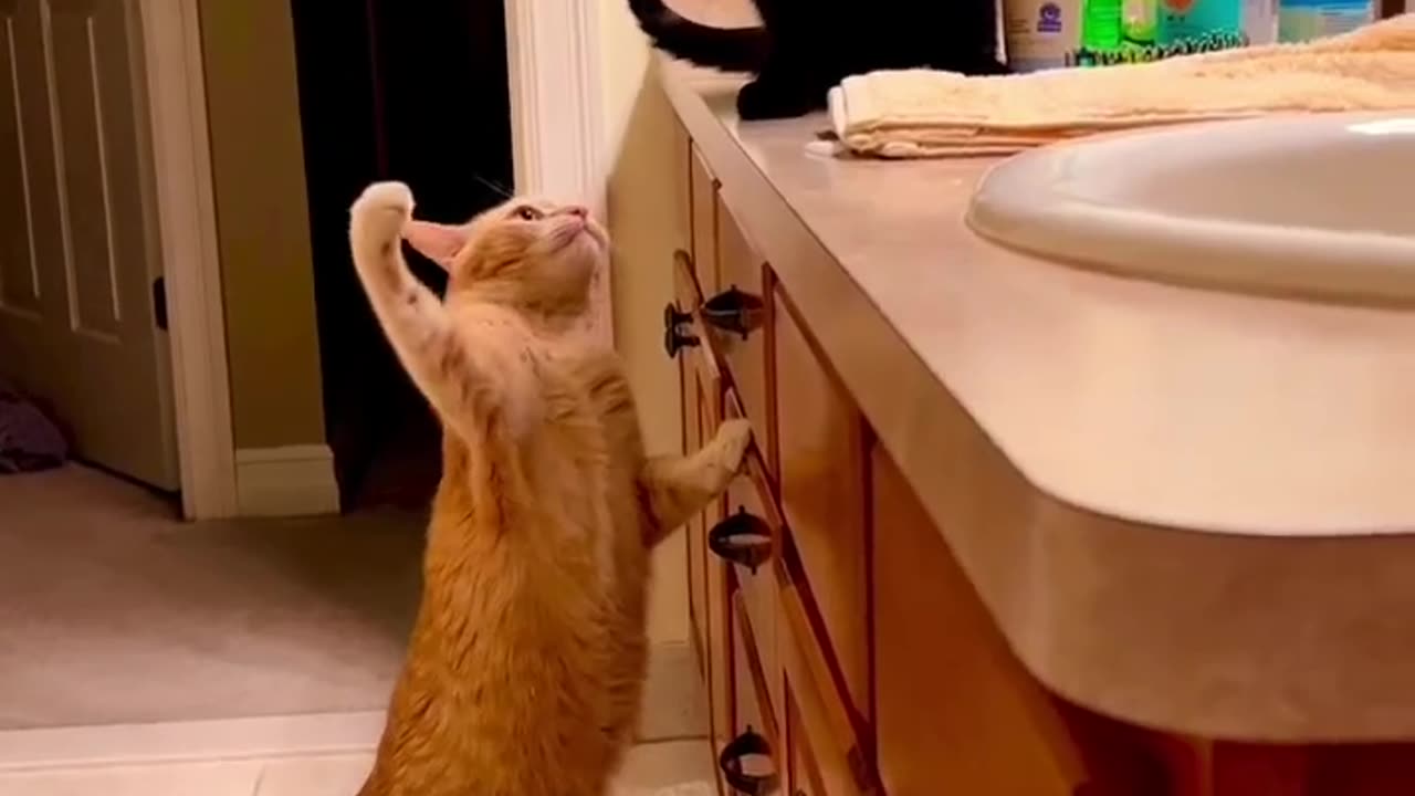 Funny cats fight video | My cute cats