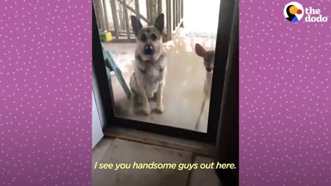 Fawn Comes To Lady's Door Every Morning | The Dodo Little But Fierce