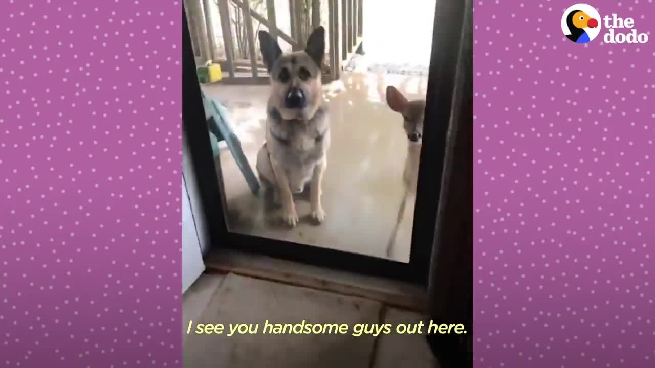 Fawn Comes To Lady's Door Every Morning | The Dodo Little But Fierce