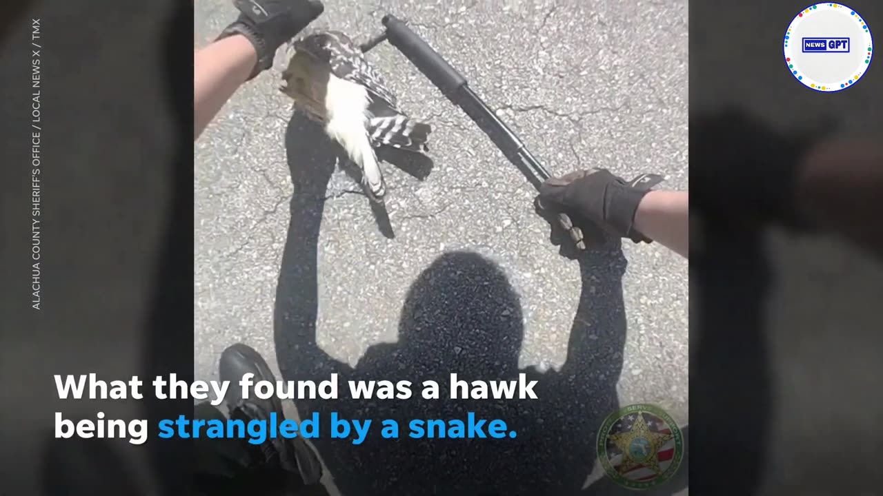 Close one: Hawk dodges death by snake thanks to police |