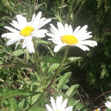 Oh yes, daisies