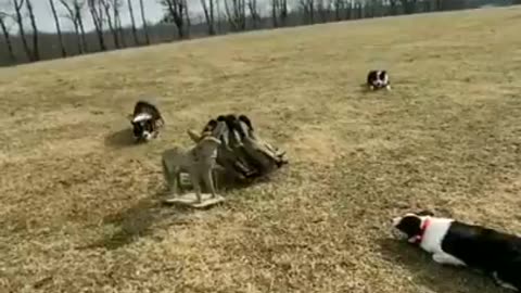 3 Border Collie dogs demonstrate their extreme coordination skills by directing a flock of ducks
