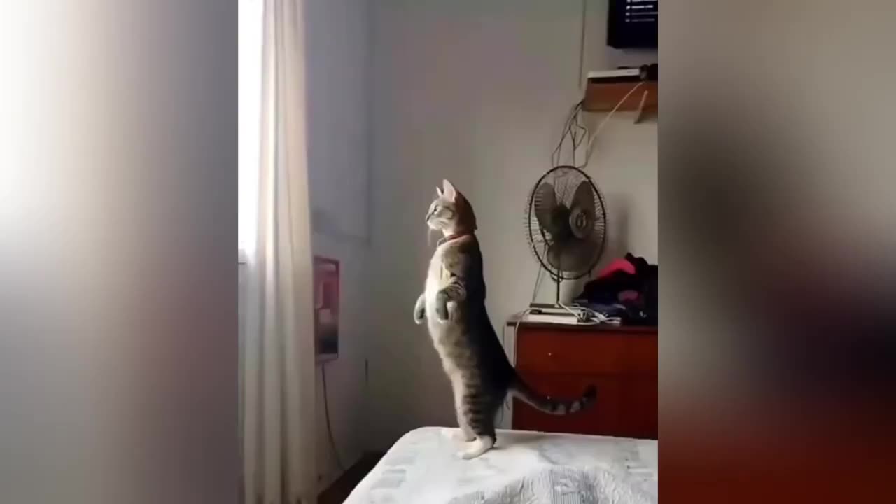 Funniest Cats and Dogs 🐶🐱 | Funny Animal Videos😂