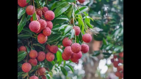Momento Malum Today Episode 142 Lychee Genetics
