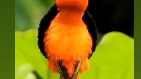 Beautiful Bird 🐦