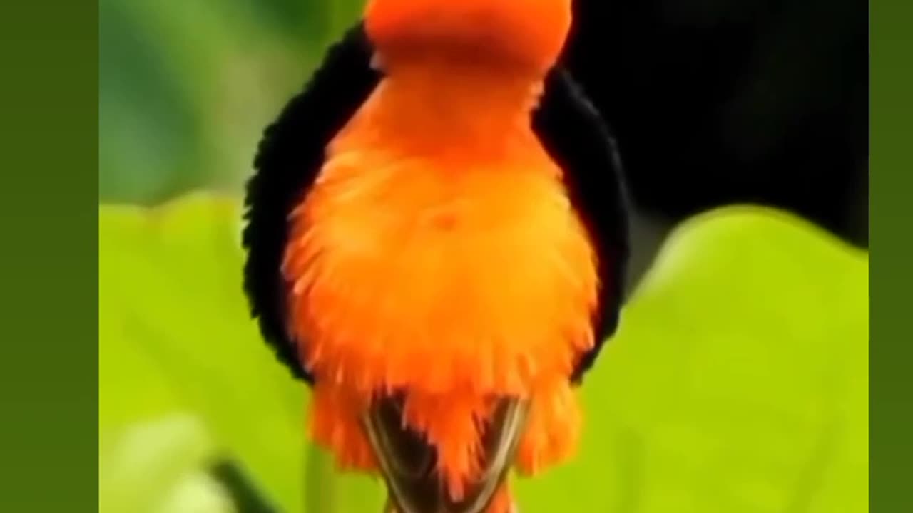 Beautiful Bird 🐦