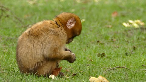 A Brown Monkey Eating Bread..