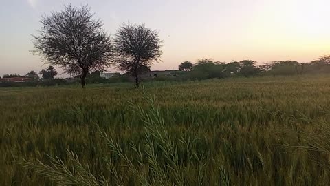 Pakistani farm Sindh digri