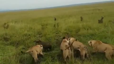 Lioness Pride Rescues Outnumbered Sister From Evil Laughing Hyenas