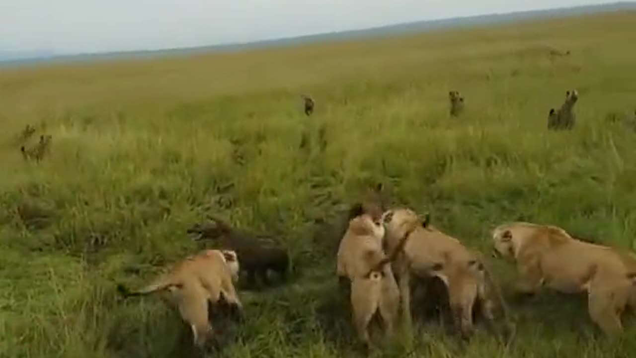 Lioness Pride Rescues Outnumbered Sister From Evil Laughing Hyenas