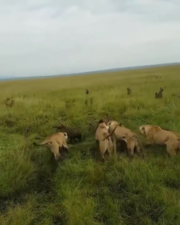 Lioness Pride Rescues Outnumbered Sister From Evil Laughing Hyenas