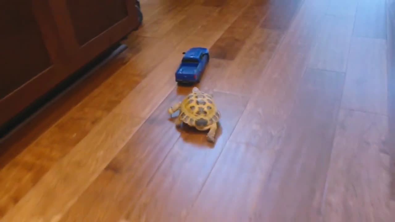 A cute tortoise tries to attack a toy truck