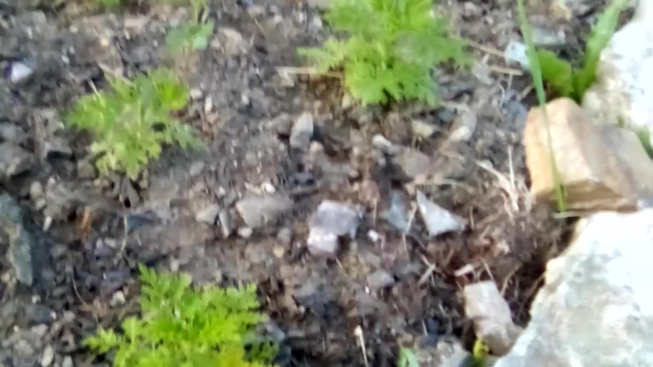 Artemisia annua garden growing well