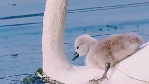 Joy ride by other Swan ti the little baby