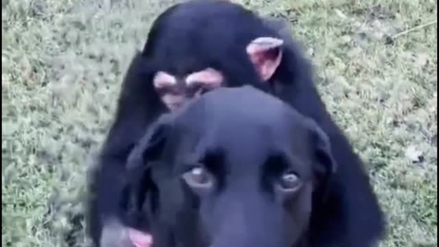 This orangutan has a very good relationship with the dog and often likes to cuddle with the dog