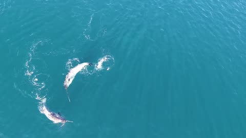 The first ever footage of narwhal using their tusks for feeding