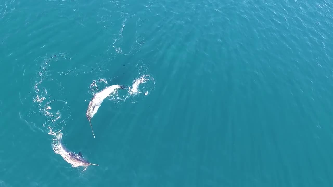 The first ever footage of narwhal using their tusks for feeding