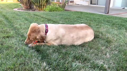 Autumn The Golden Retriever - Self Soothe