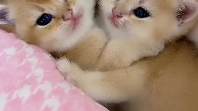 Never see such a cute cats like this