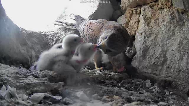 Kestrel chicks