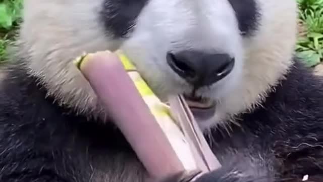 cute panda eating bamboo, cute animal