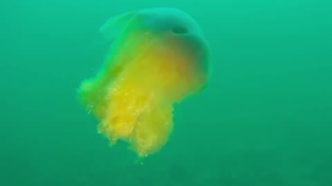 poisonous hairy cyanea jellyfish