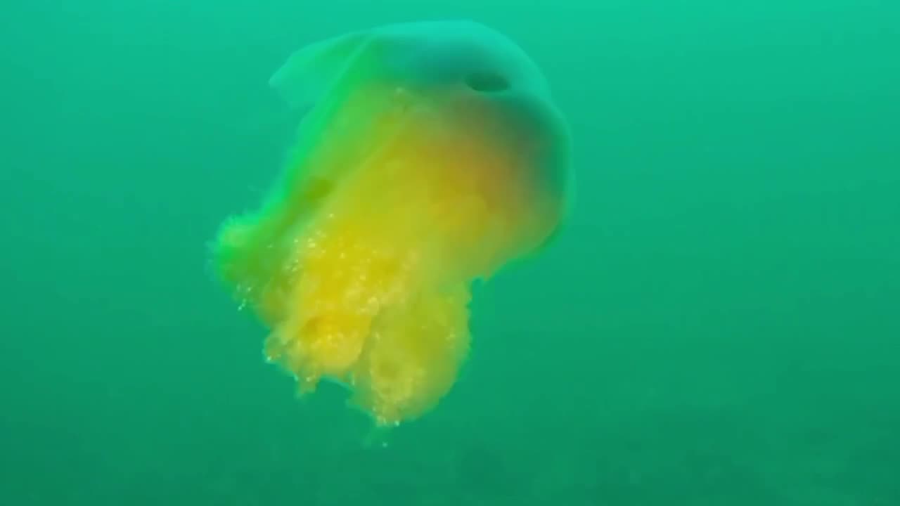 poisonous hairy cyanea jellyfish