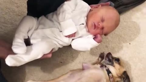 Puppy loves human baby very much