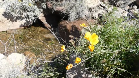 'Springtime at the Oasis' - Natural Desert Landscape