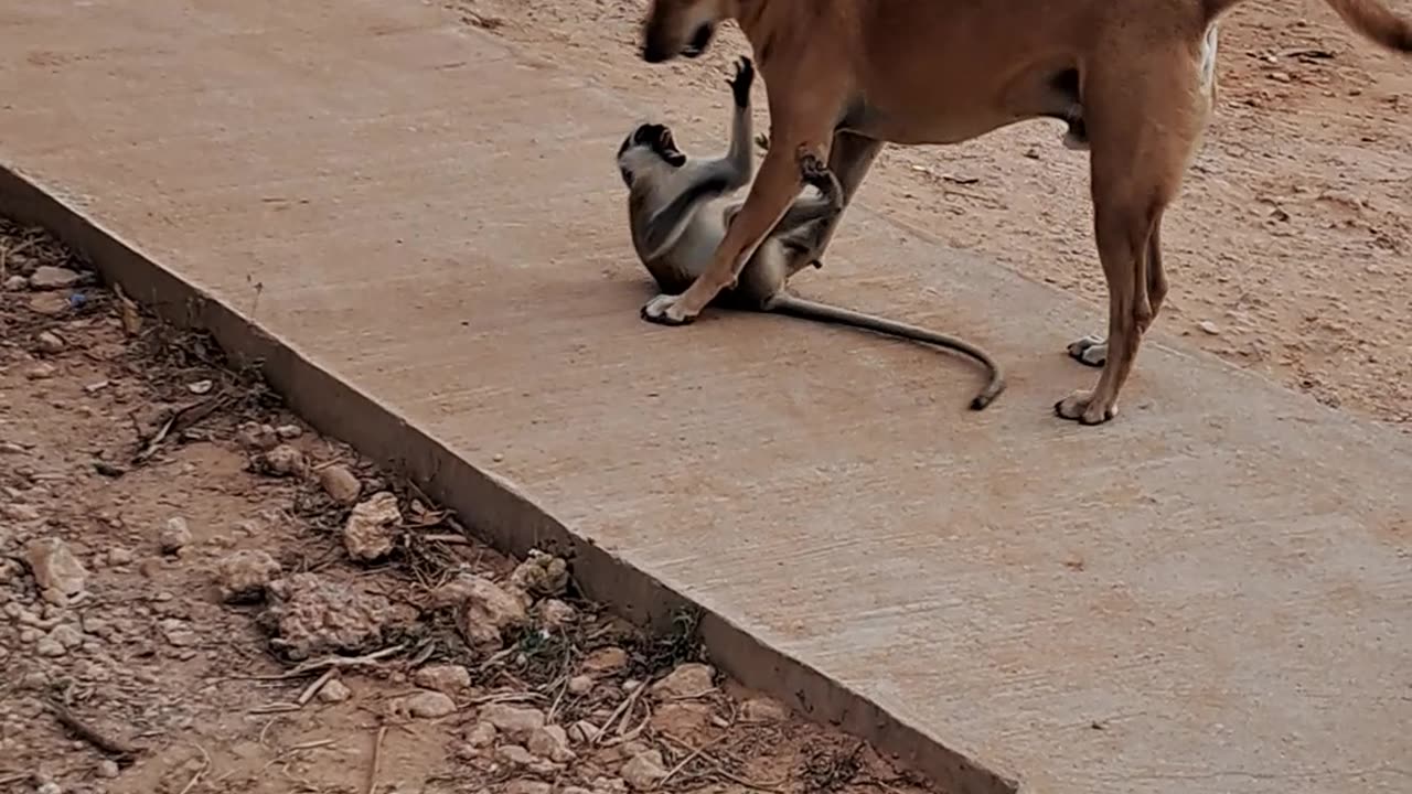 The monkey tries to provok the big dog